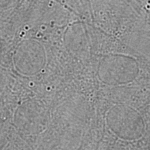Label-free DIC microscopy — cells visible only as phase rings